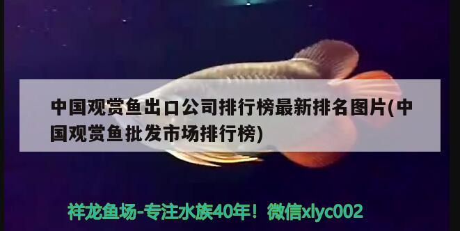 中國(guó)觀賞魚(yú)出口公司排行榜最新排名圖片(中國(guó)觀賞魚(yú)批發(fā)市場(chǎng)排行榜)