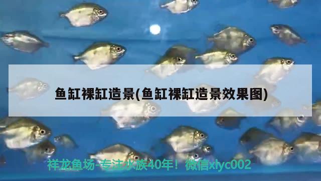 魚(yú)缸裸缸造景(魚(yú)缸裸缸造景效果圖) 朱巴利魚(yú)