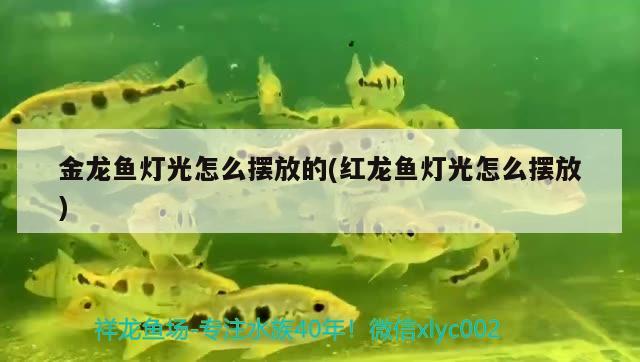 金龍魚燈光怎么擺放的(紅龍魚燈光怎么擺放) BD魟魚