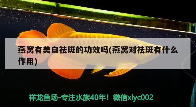 銀龍魚老是沉在缸底怎么回事？，銀龍魚老是沉在缸底怎么回事水質(zhì)問題營養(yǎng)問題營養(yǎng)問題