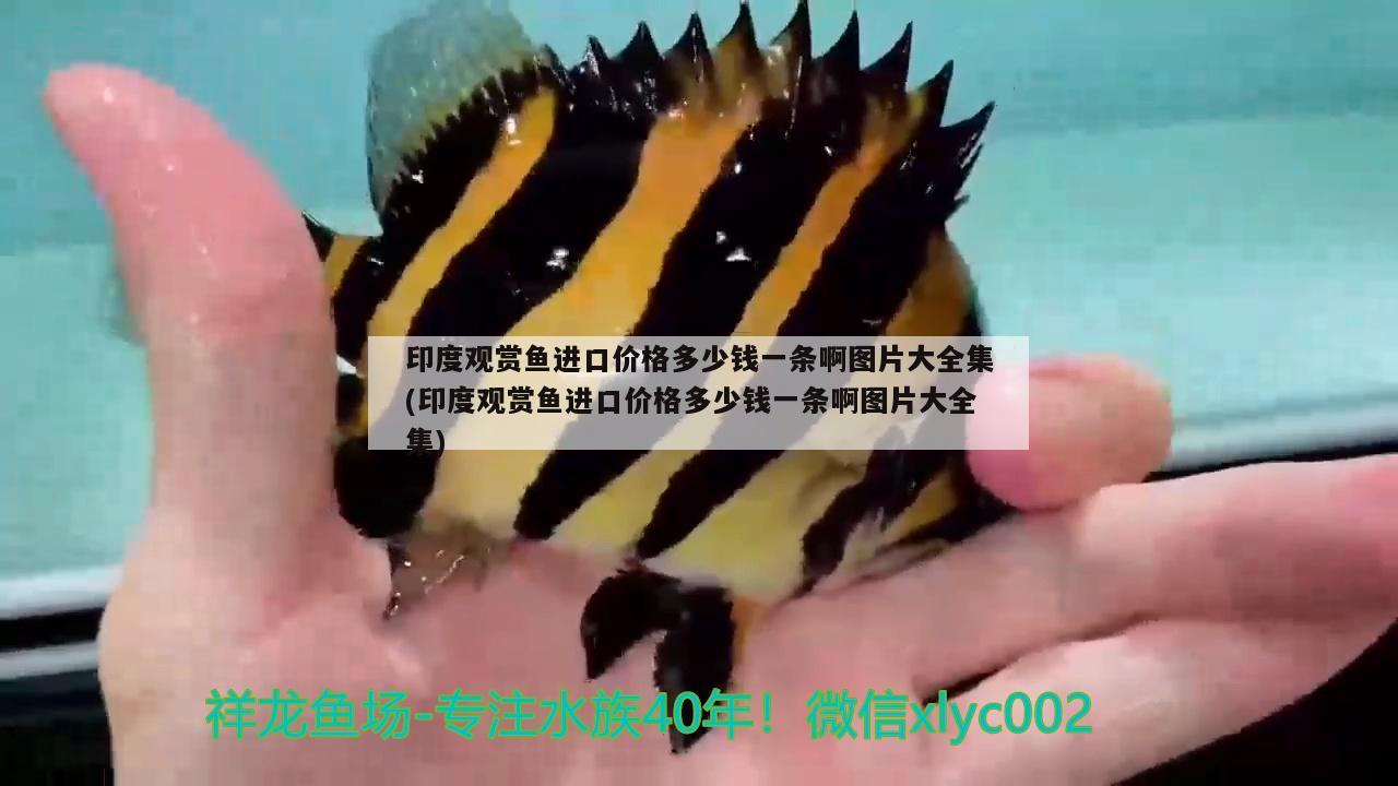 印度觀賞魚進口價格多少錢一條啊圖片大全集(印度觀賞魚進口價格多少錢一條啊圖片大全集) 觀賞魚進出口