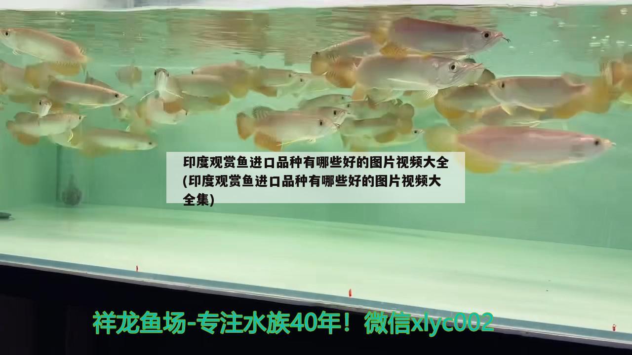 印度觀賞魚(yú)進(jìn)口品種有哪些好的圖片視頻大全(印度觀賞魚(yú)進(jìn)口品種有哪些好的圖片視頻大全集) 觀賞魚(yú)進(jìn)出口