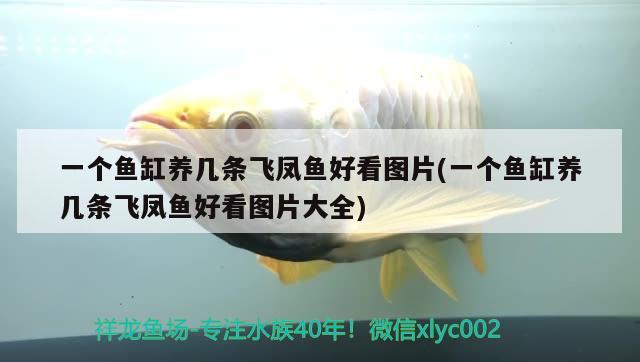 一個魚缸養(yǎng)幾條飛鳳魚好看圖片(一個魚缸養(yǎng)幾條飛鳳魚好看圖片大全)