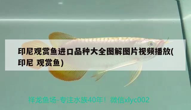 印尼觀賞魚進(jìn)口品種大全圖解圖片視頻播放(印尼觀賞魚) 觀賞魚進(jìn)出口