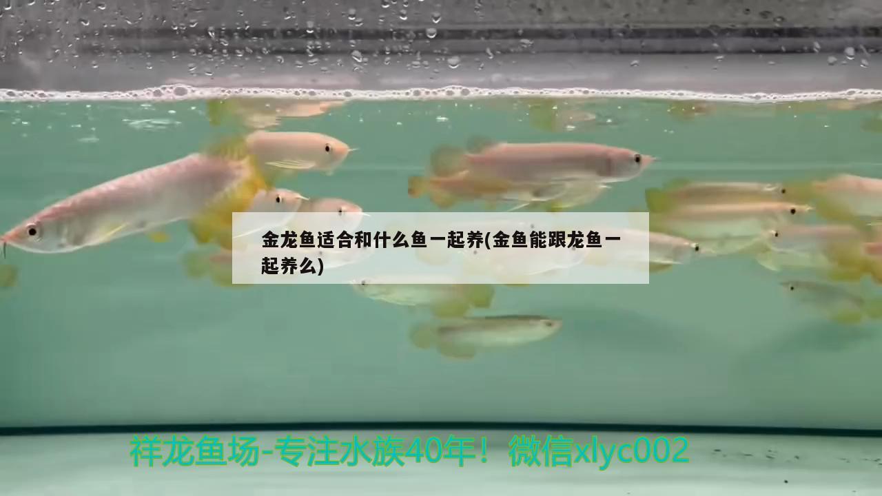 金龍魚適合和什么魚一起養(yǎng)(金魚能跟龍魚一起養(yǎng)么) 南美異形觀賞魚