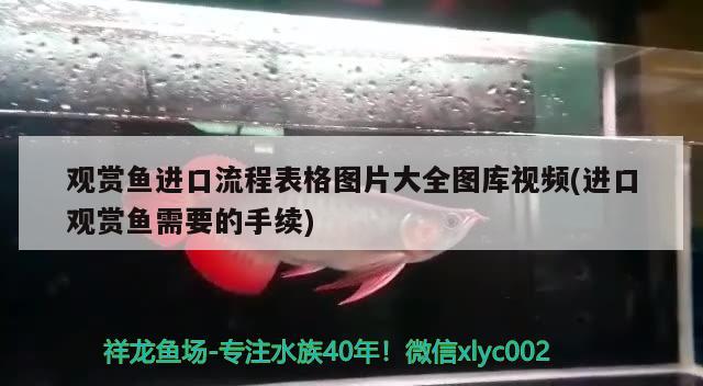 觀賞魚進口流程表格圖片大全圖庫視頻(進口觀賞魚需要的手續(xù))