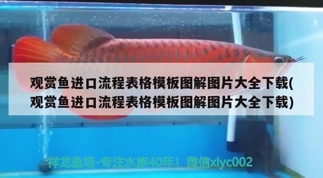 觀賞魚進口流程表格模板圖解圖片大全下載(觀賞魚進口流程表格模板圖解圖片大全下載) 觀賞魚進出口