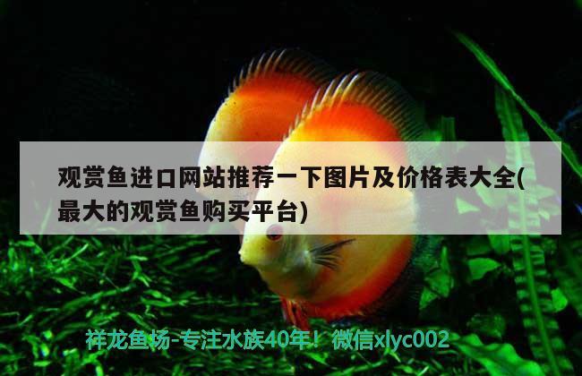 太原哪賣魚缸便宜又好 太原買魚缸的地方在哪 帝王血鉆魚