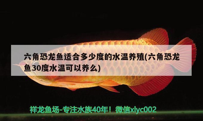 六角恐龍魚(yú)適合多少度的水溫養(yǎng)殖(六角恐龍魚(yú)30度水溫可以養(yǎng)么) 帝王迷宮魚(yú)