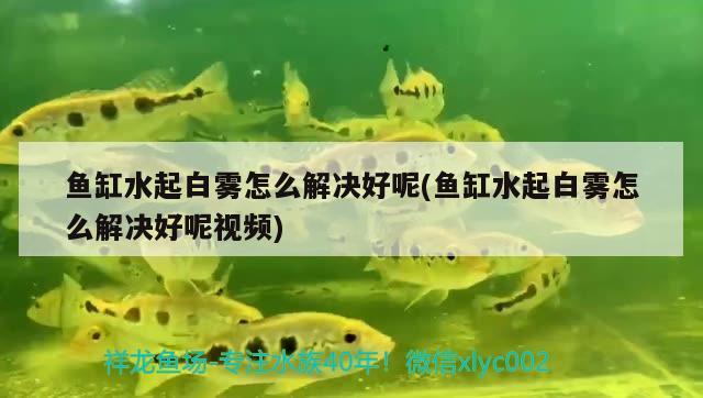 魚缸水起白霧怎么解決好呢(魚缸水起白霧怎么解決好呢視頻)