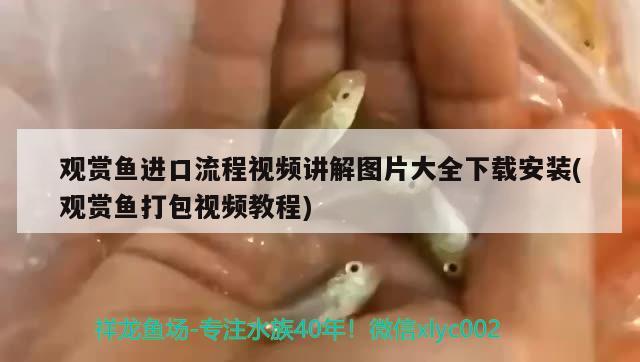 觀賞魚(yú)進(jìn)口流程視頻講解圖片大全下載安裝(觀賞魚(yú)打包視頻教程) 觀賞魚(yú)進(jìn)出口