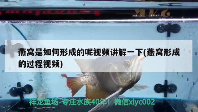 燕窩是如何形成的呢視頻講解一下(燕窩形成的過程視頻) 馬來西亞燕窩