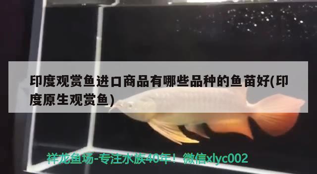 印度觀賞魚進(jìn)口商品有哪些品種的魚苗好(印度原生觀賞魚) 觀賞魚進(jìn)出口