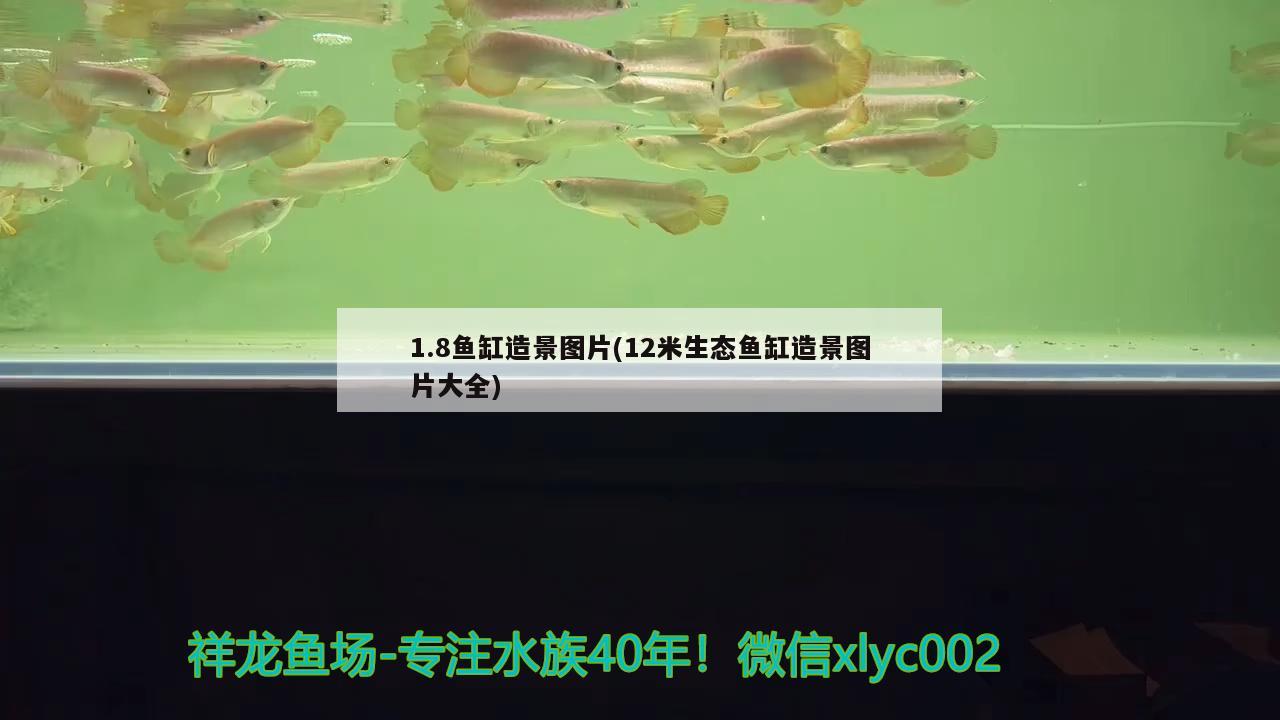 1.8魚缸造景圖片(12米生態(tài)魚缸造景圖片大全) 鸚鵡魚 第1張