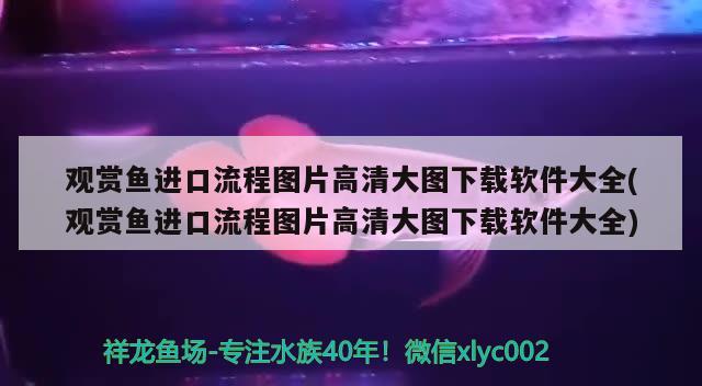 銀龍魚苗怎么開口養(yǎng)魚的：銀龍魚苗怎么開口養(yǎng)魚的呢 銀龍魚百科 第2張