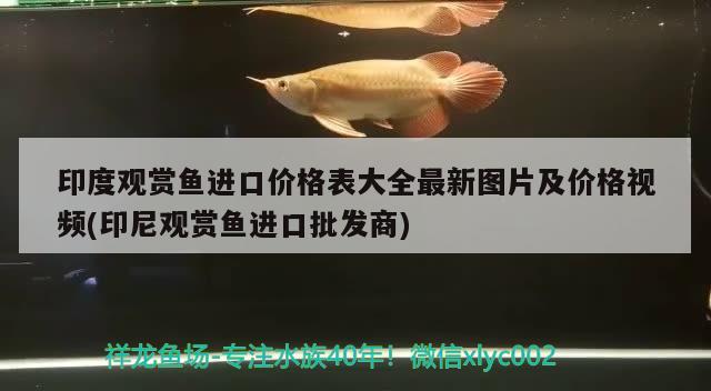 印度觀賞魚進(jìn)口價(jià)格表大全最新圖片及價(jià)格視頻(印尼觀賞魚進(jìn)口批發(fā)商) 觀賞魚進(jìn)出口