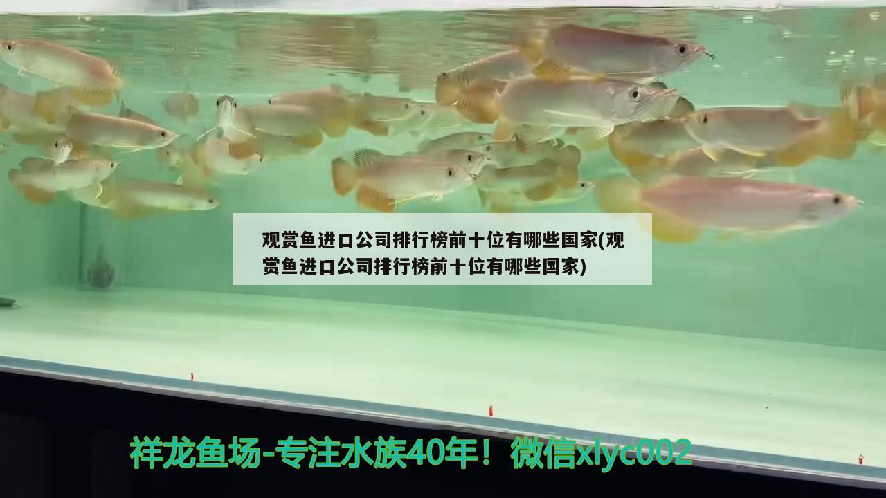 觀賞魚進(jìn)口公司排行榜前十位有哪些國家(觀賞魚進(jìn)口公司排行榜前十位有哪些國家) 觀賞魚進(jìn)出口 第1張