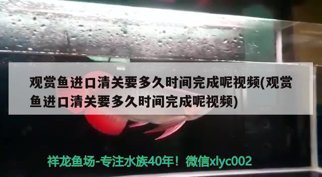 觀賞魚進口清關要多久時間完成呢視頻(觀賞魚進口清關要多久時間完成呢視頻) 觀賞魚進出口