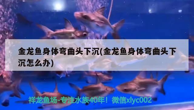 又剁手了 飛鳳魚苗 第3張