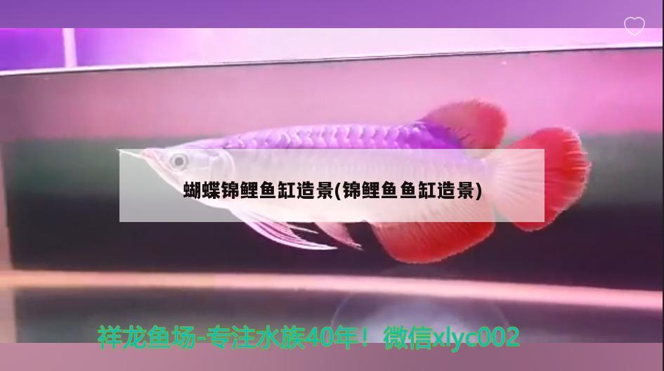 又剁手了 飛鳳魚苗 第2張