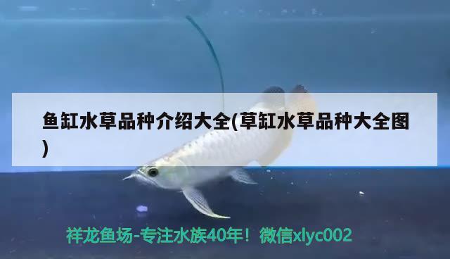 魚缸水草品種介紹大全(草缸水草品種大全圖) 水草