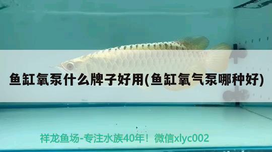 魚缸氧泵什么牌子好用(魚缸氧氣泵哪種好) 銀龍魚苗