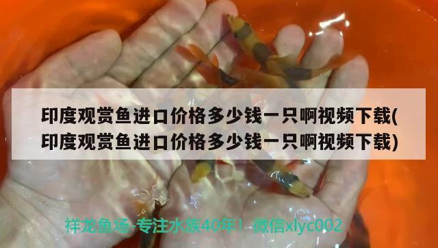 印度觀賞魚進(jìn)口價(jià)格多少錢一只啊視頻下載(印度觀賞魚進(jìn)口價(jià)格多少錢一只啊視頻下載) 觀賞魚進(jìn)出口