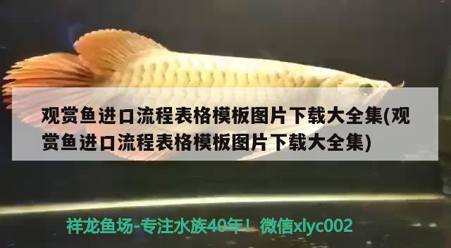 觀賞魚進口流程表格模板圖片下載大全集(觀賞魚進口流程表格模板圖片下載大全集) 觀賞魚進出口