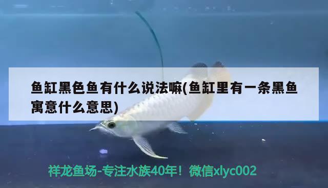 魚缸黑色魚有什么說法嘛(魚缸里有一條黑魚寓意什么意思) 龍魚芯片掃碼器