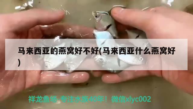 友友們幫看看這是什么情況？ 圖騰金龍魚 第2張