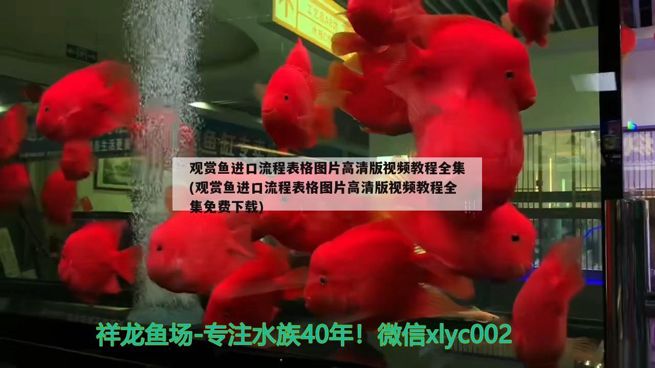 羅漢魚能活多長時間，羅漢魚的壽命是多少 羅漢魚 第1張