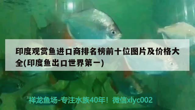 印度觀賞魚進(jìn)口商排名榜前十位圖片及價(jià)格大全(印度魚出口世界第一)