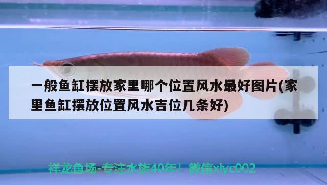 縮頭了 魚缸/水族箱 第2張