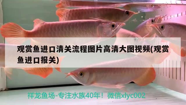 觀賞魚進口清關(guān)流程圖片高清大圖視頻(觀賞魚進口報關(guān)) 觀賞魚進出口