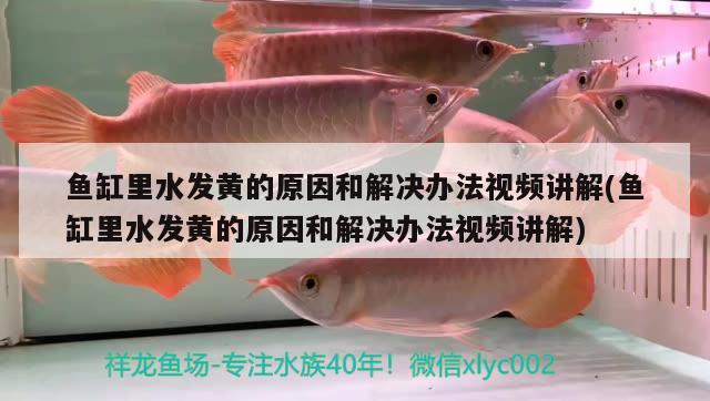 魚缸里水發(fā)黃的原因和解決辦法視頻講解(魚缸里水發(fā)黃的原因和解決辦法視頻講解) 觀賞龜/鱉飼料