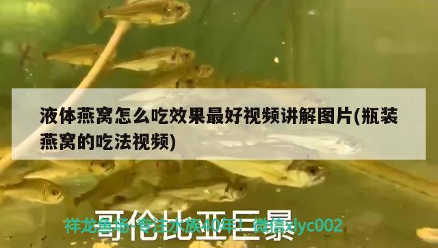 怎么區(qū)分紅龍魚和金龍魚，金龍魚的有哪種好 養(yǎng)魚的好處 第2張