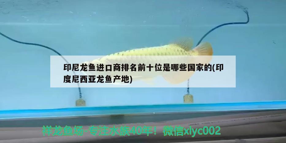 印尼龍魚進(jìn)口商排名前十位是哪些國家的(印度尼西亞龍魚產(chǎn)地) 觀賞魚進(jìn)出口