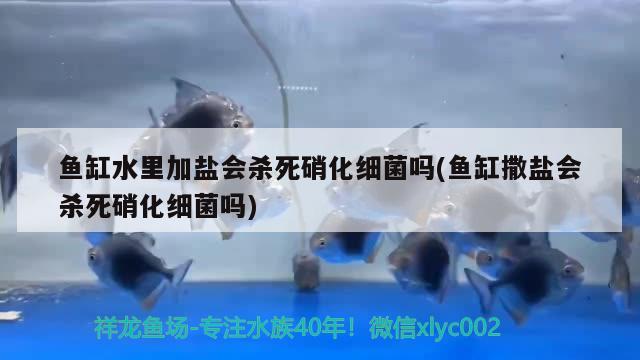 魚缸水里加鹽會殺死硝化細菌嗎(魚缸撒鹽會殺死硝化細菌嗎) 硝化細菌