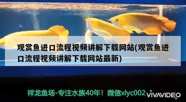 觀賞魚進口流程視頻講解下載網(wǎng)站(觀賞魚進口流程視頻講解下載網(wǎng)站最新) 觀賞魚進出口