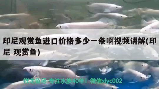 印尼觀賞魚進口價格多少一條啊視頻講解(印尼觀賞魚) 觀賞魚進出口