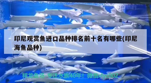 印尼觀賞魚進口品種排名前十名有哪些(印尼海魚品種) 觀賞魚進出口