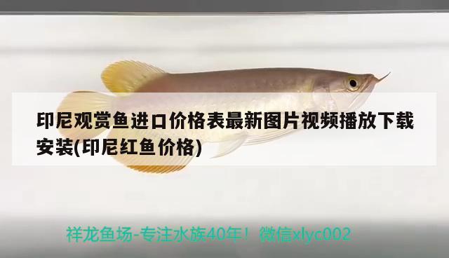 印尼觀賞魚進口價格表最新圖片視頻播放下載安裝(印尼紅魚價格) 觀賞魚進出口