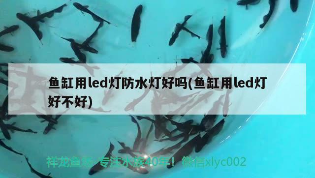 魚缸用led燈防水燈好嗎(魚缸用led燈好不好) 魚缸水質(zhì)穩(wěn)定劑