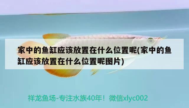 博爾塔拉蒙古自治州水族館關(guān)禁閉 虎魚百科 第1張