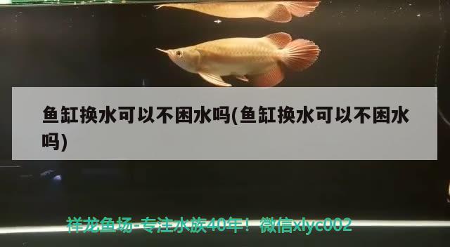 魚缸換水可以不困水嗎(魚缸換水可以不困水嗎) 黃金達摩魚