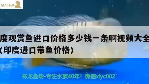 朔州水族批發(fā)市場(chǎng)在哪里有賣的（綏芬河屬于幾類艱苦邊遠(yuǎn)地區(qū)） 觀賞魚批發(fā) 第2張