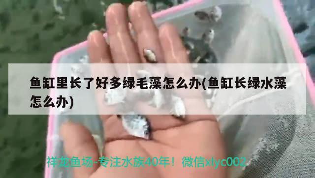 魚缸里長了好多綠毛藻怎么辦(魚缸長綠水藻怎么辦) iwish愛唯希品牌魚缸