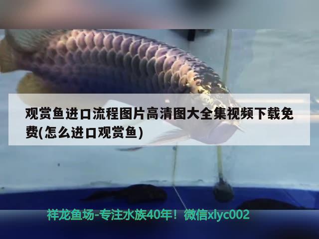 虎魚跟龍魚打架怎么辦?。堲~虎魚打架配條什么魚會(huì)好）