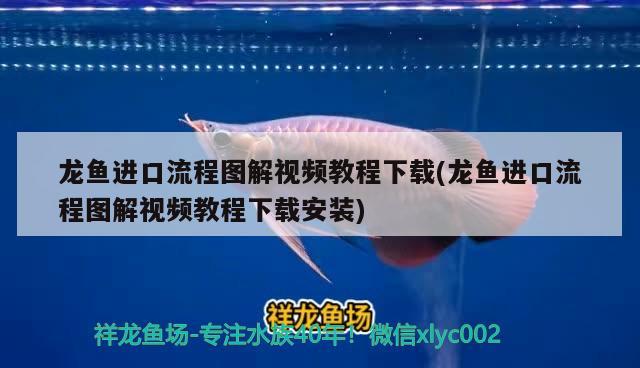 龍魚進口流程圖解視頻教程下載(龍魚進口流程圖解視頻教程下載安裝) 觀賞魚進出口