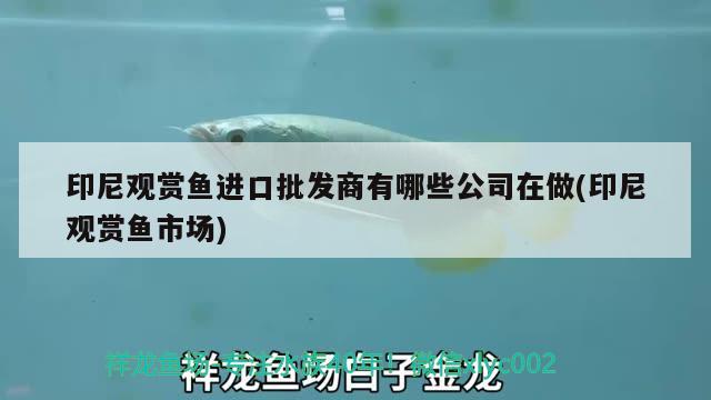 印尼觀賞魚進(jìn)口批發(fā)商有哪些公司在做(印尼觀賞魚市場) 觀賞魚進(jìn)出口